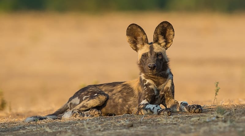 Wild dog in the African savanna Wild dog in the African savanna