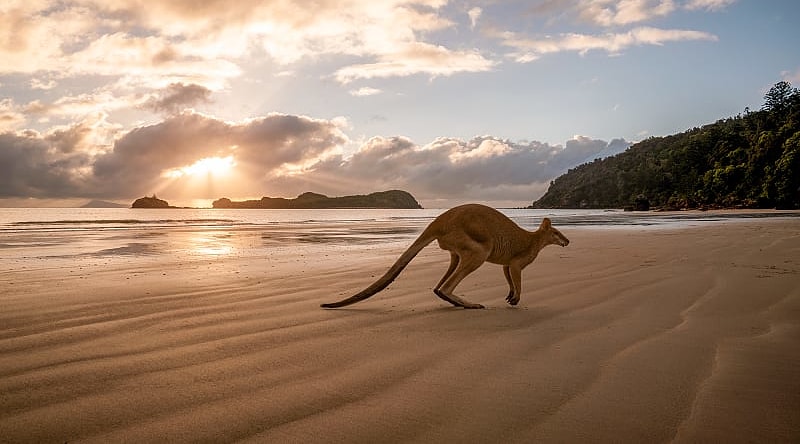 Amazing Australia Kangaroo Safari for Families Kangaroo on the beach in Australia