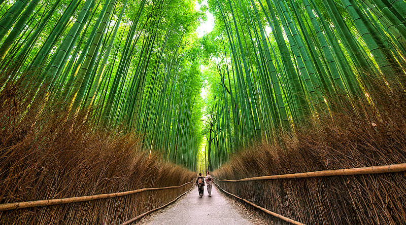 Sagano Bamboo Forest, Kyoto, a picturesque grove in the middle of urban landscapes, Japan Sagano Bamboo Forest, Kyoto, a picturesque grove in the middle of urban landscapes, Japan