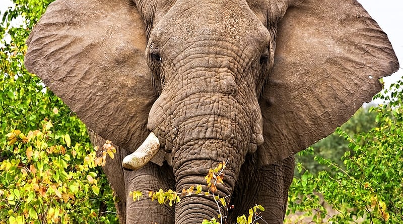 Elephant in Kruger National Park, South Africa Elephant in Kruger National Park, South Africa