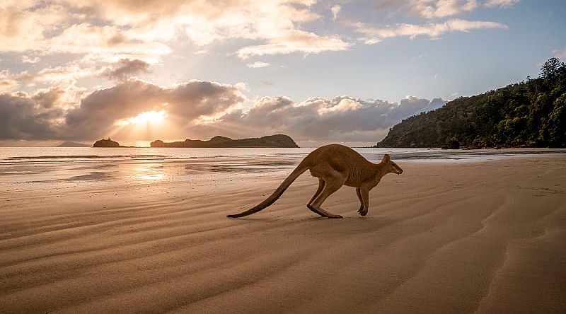 Kangaroo on the beach in Australia