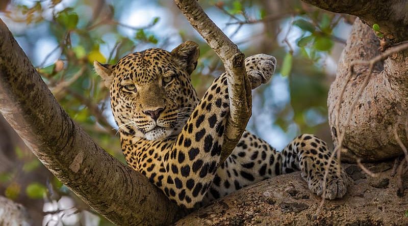 Leopard in Serengeti National Park, Tanzania.