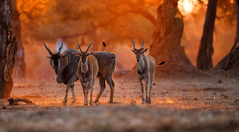 Mana Pools National Park at sunset in Zimbabwe 