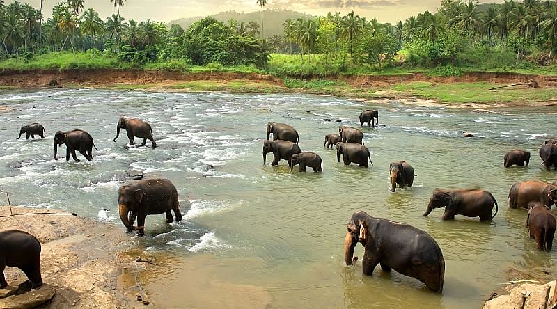 Elephant family in Sri Lanka Elephant family in Sri Lanka