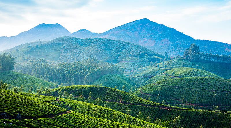 Tea plantation in India Tea plantation in India