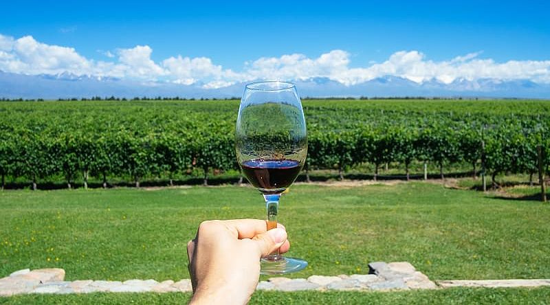 Vineyards in Argentina