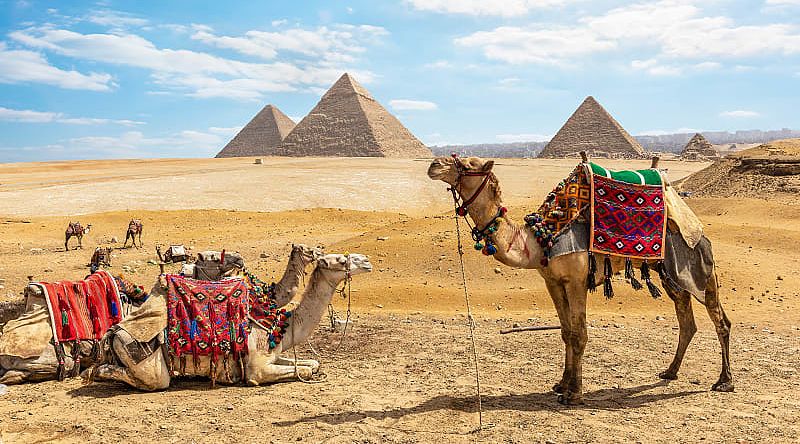 Camels near the Great Pyramids of Giza in Cairo, Egypt.