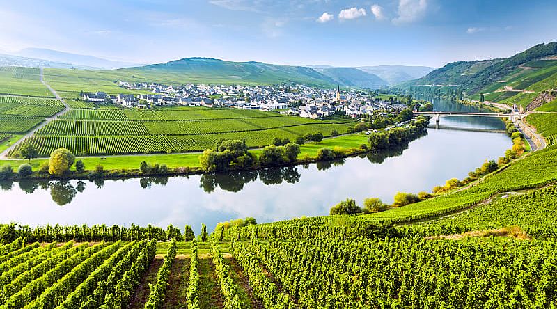 Vineyards along Moselle River in Germany Vineyards along Moselle River in Germany