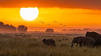 Amboseli National Park, Kenya Amboseli National Park, Kenya