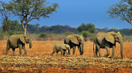 African elephants in Zambia