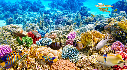 The Great Barrier Reef in Australia