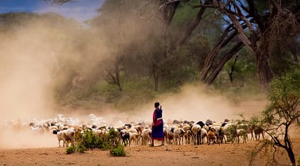 Masai shepherd tending to goats in Kenya Masai shepherd tending to goats in Kenya