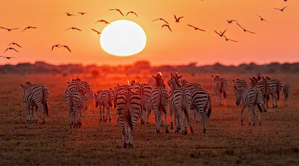 Zebras in Botswana at sunset