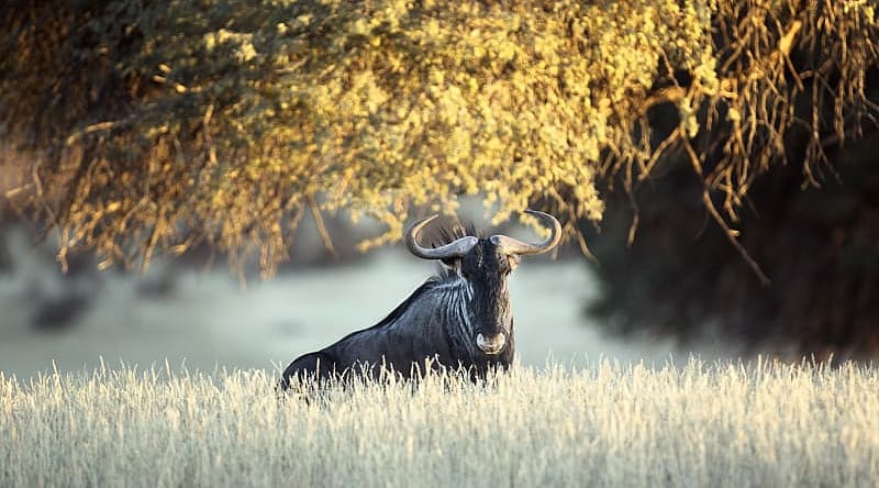 A wildebeest rest under a tree in the savanna A wildebeest rest under a tree in the savanna