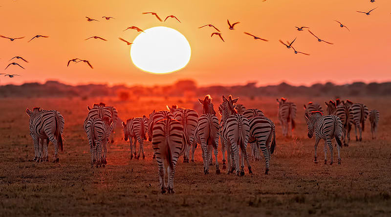 Zebras in Botswana at sunset Zebras in Botswana at sunset