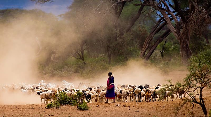 Masai shepherd tending to goats in Kenya