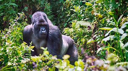 Gorilla in Volcanoes National Park, Rwanda