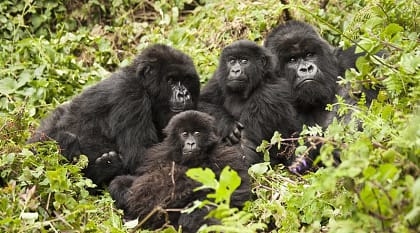 Gorillas in Volcanoes National Park in Rwanda