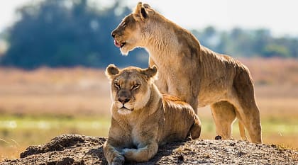 Lions on the African savanna in Botswana