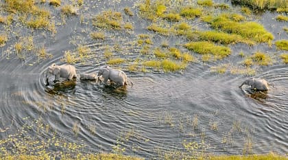 Best of Okavango & Southern Africa Safari by Private Plane - Elephant family in the river