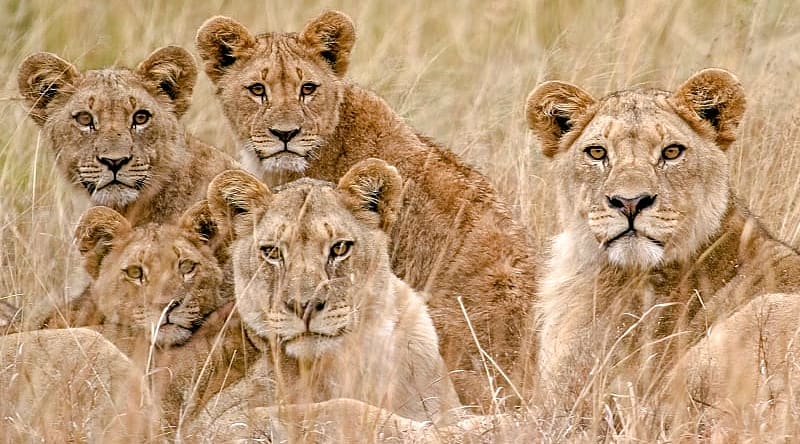 Lion pride in the African savanna Lion pride in the African savanna