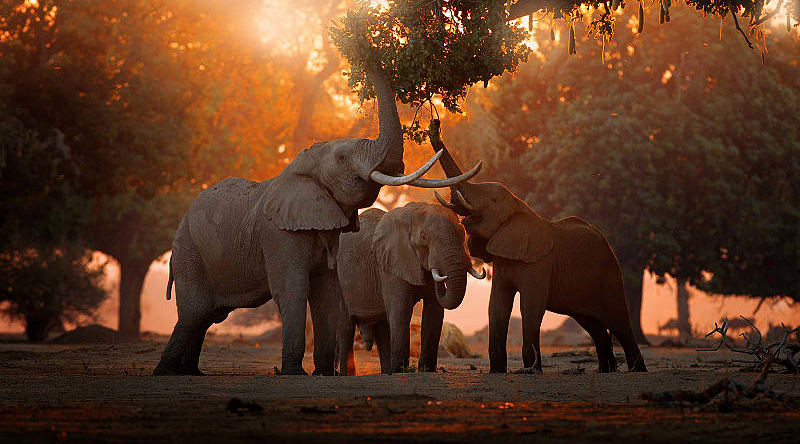 Herd of elephants at Mana Pools in Zimbabwe Herd of elephants at Mana Pools in Zimbabwe