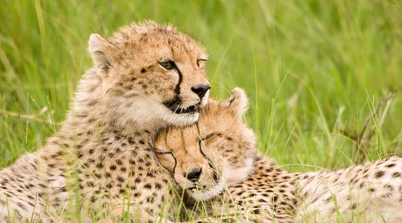 Cheetahs in Maasai Mara National Park, Kenya Cheetahs in Maasai Mara National Park, Kenya