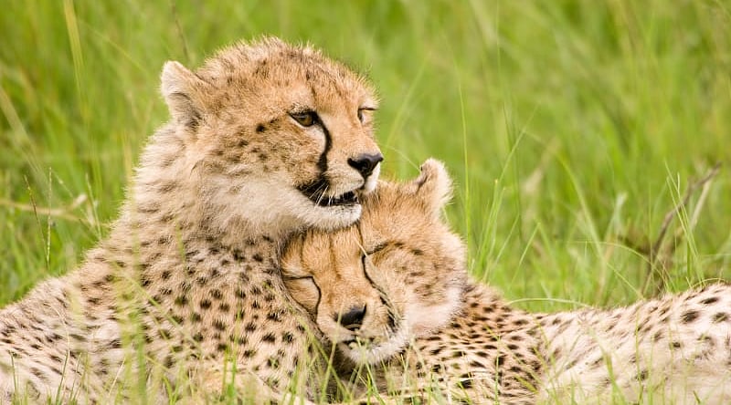 Cheetahs in Maasai Mara National Park, Kenya Cheetahs in Maasai Mara National Park, Kenya