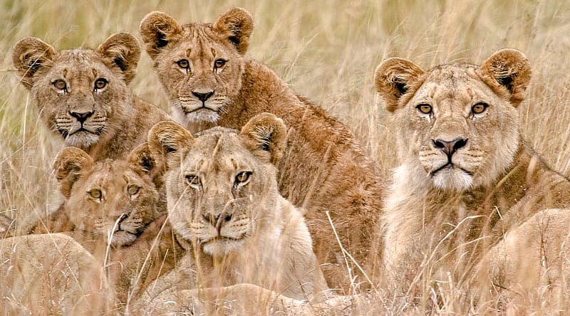 Lion pride in the African savanna Lion pride in the African savanna