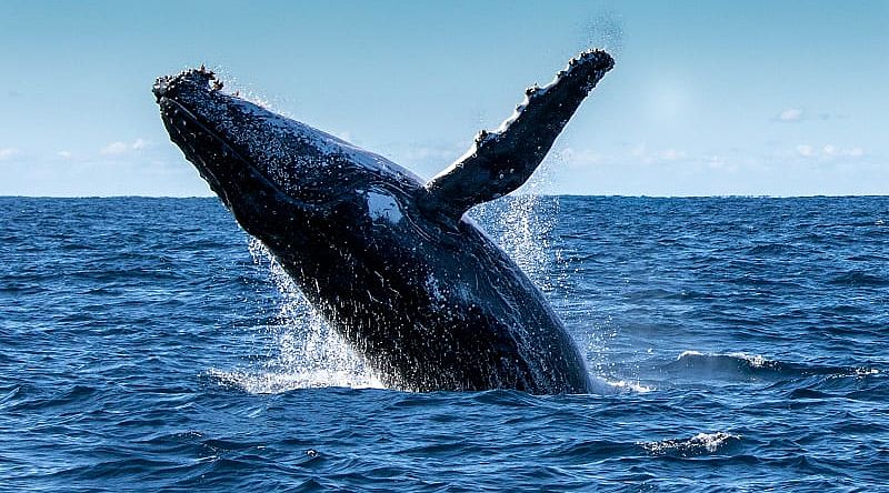 Whale Watching Tour in Iceland