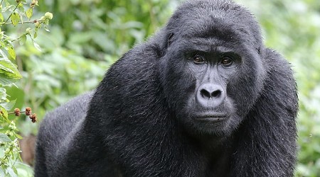 Mountain gorilla in Uganda