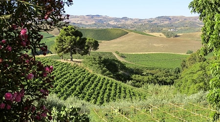 Vineyards in Sicily, Italy