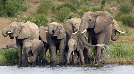 Elephant herd in Kruger National Park, South Africa
