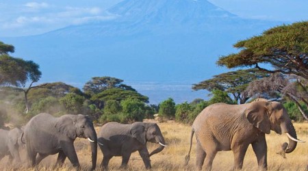 Elephant herd with Kilimanjaro mount in the background