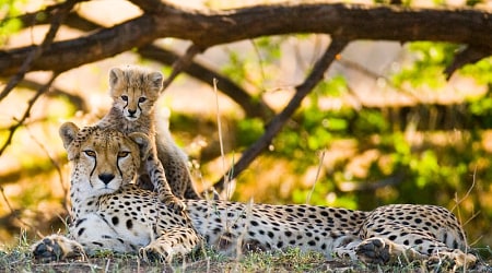 Cheetah and cub in the savanna