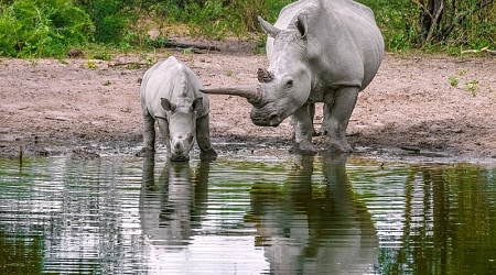Mom and baby rhinoceros drink water. North Mara Game Reserve, Kenya
