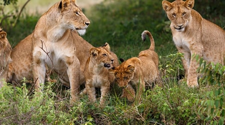 Perfect African Safari Adventure: Masai Mara, Serengeti & Gorilla Trekking