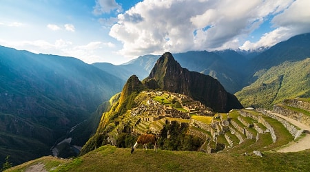 Llama grazing in the grass above Machu Picchu, Peru