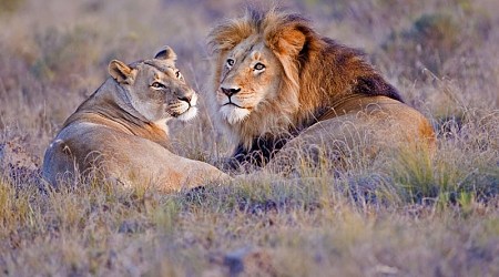 Lion couple lounging in African savanna