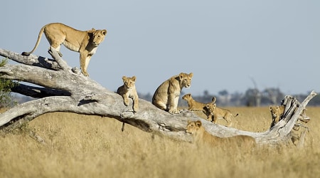 Lions on a dead tree branch in Chobe National Park, Botswana