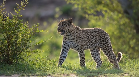 Leopard in Sabi Sands, South Africa