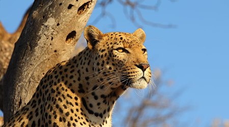 Leopard at Sabi Sand Game Reserve in South Africa