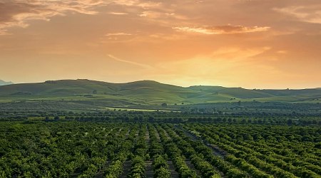 Sunset on the famous vineyards of Sicily, Italy