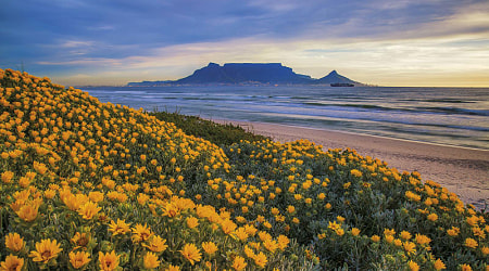 Spring flowers blooming in Cape Town, South Africa with Table Mountain in the background
