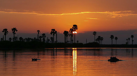 Hippos at sunset in Tanzania