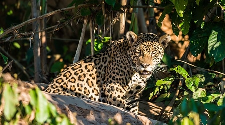Jaguar in the Peruvian Amazon