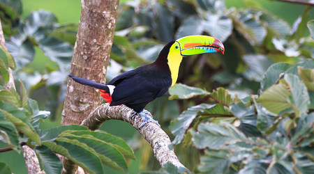 A Keel billed toucan in Costa Rica rainforest
