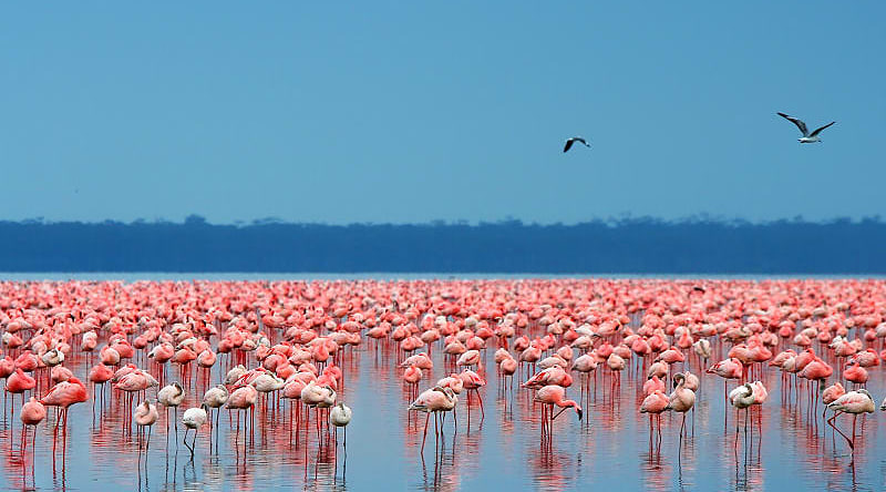 Flamingos in Lake Nakuru National Park, Kenya
