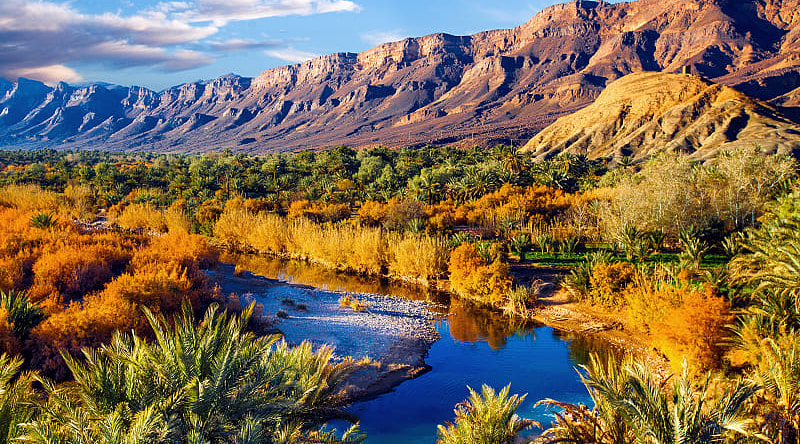Lush oasis in the moroccan desert