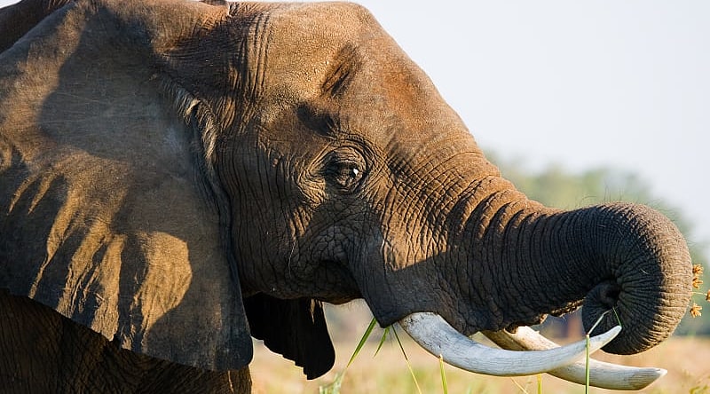 One-Week Uganda Adventure Safari